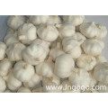 Nueva cosecha Fresh Good Quality Chinese White Garlic